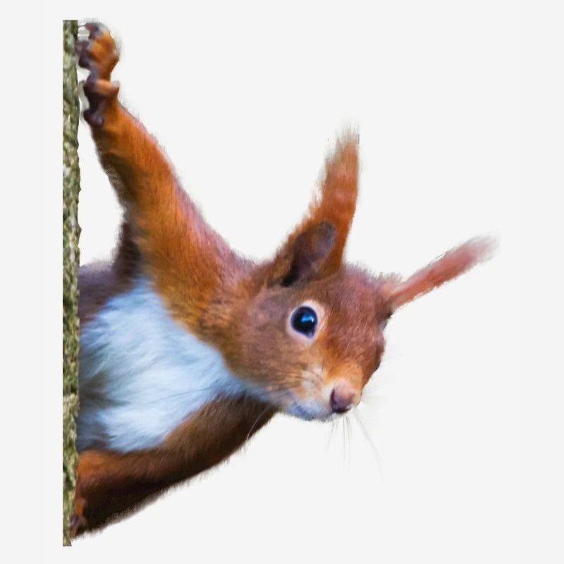 Eichhörnchen
