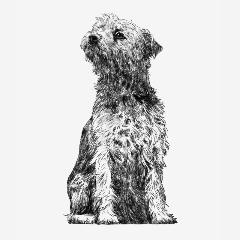 Sitting Border Terrier Dog