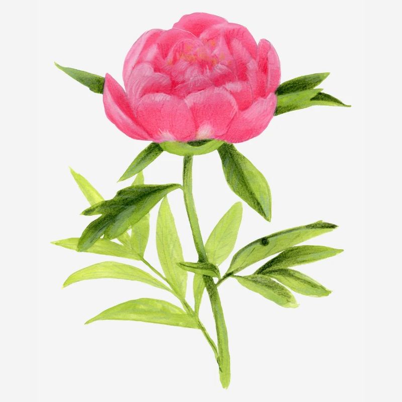 peony