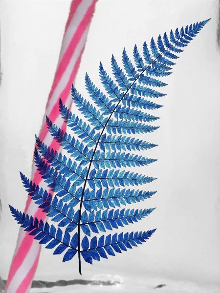 Blauer Farn Traum