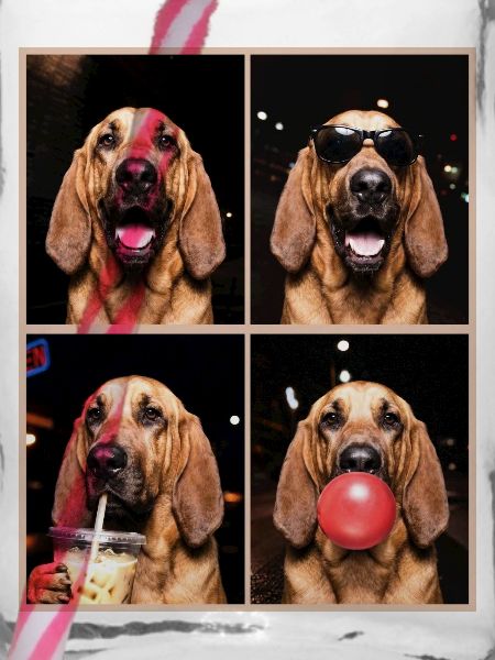 Hunde Bluthund Hund