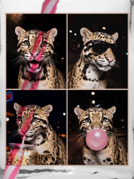 Nebelparder Clouded Leopard