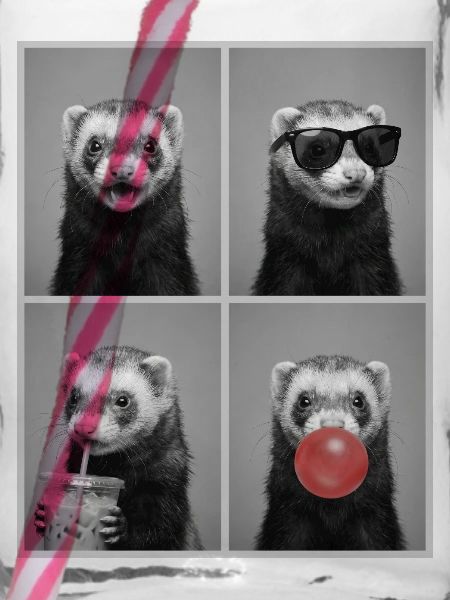 Ferret Frettchen