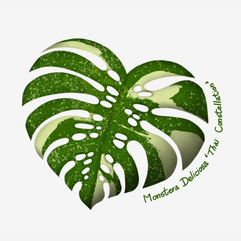 Monstera Thaï Constellation