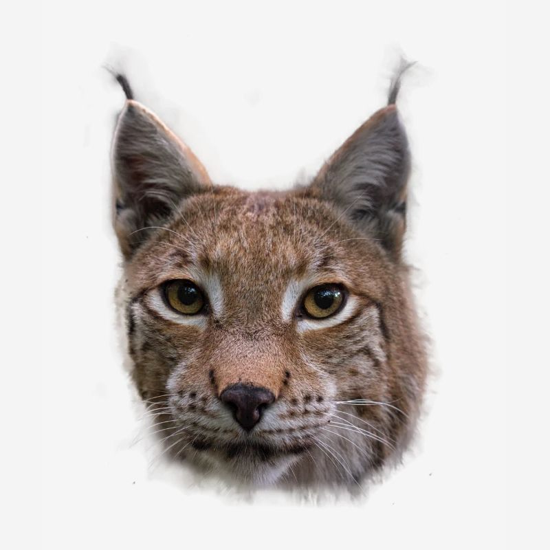 Lynx design lynx wildcats gift