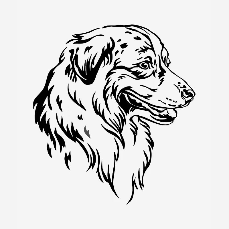 Australian Shepherd