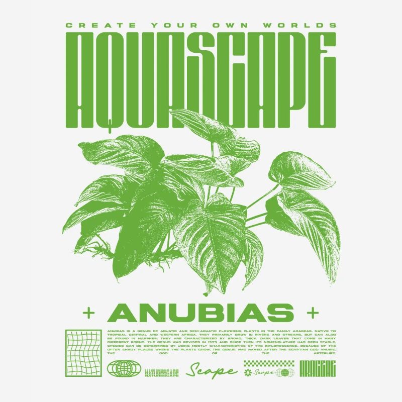 Aquascaping Anubias Plante Aquatique Fish Keeper