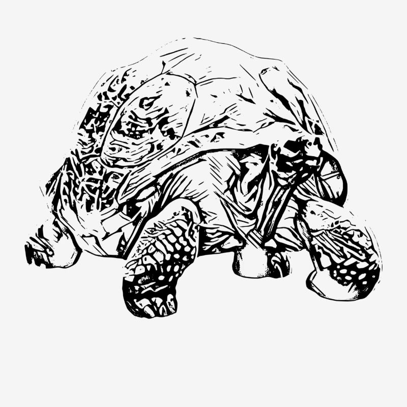 Schildkröte