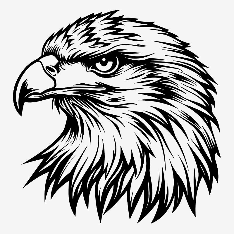 Aigle Tête d’aigle