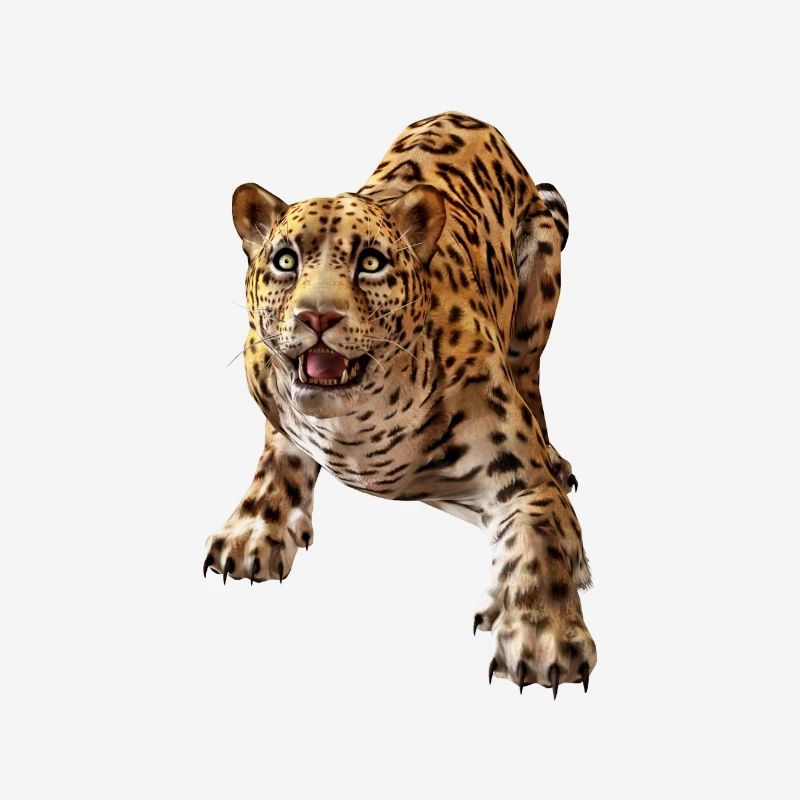 Leopard