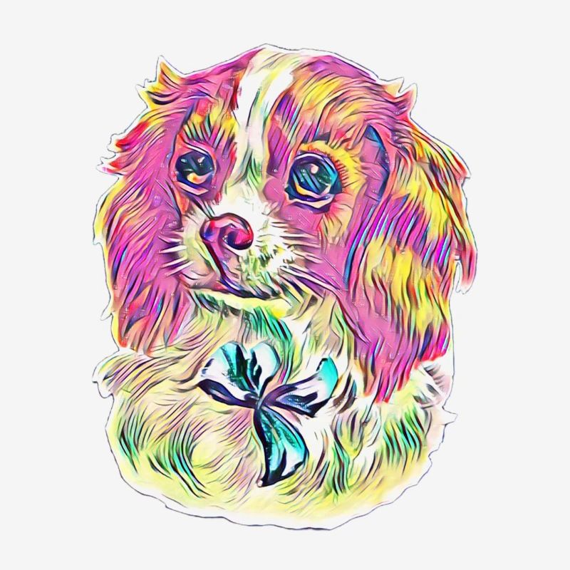 Cavalier King Charles Spaniel
