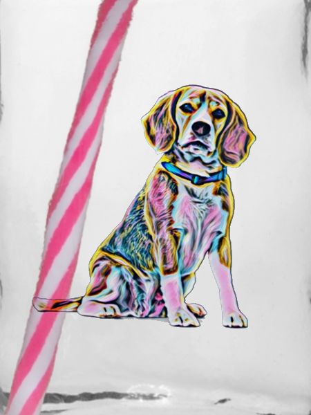 Beagle