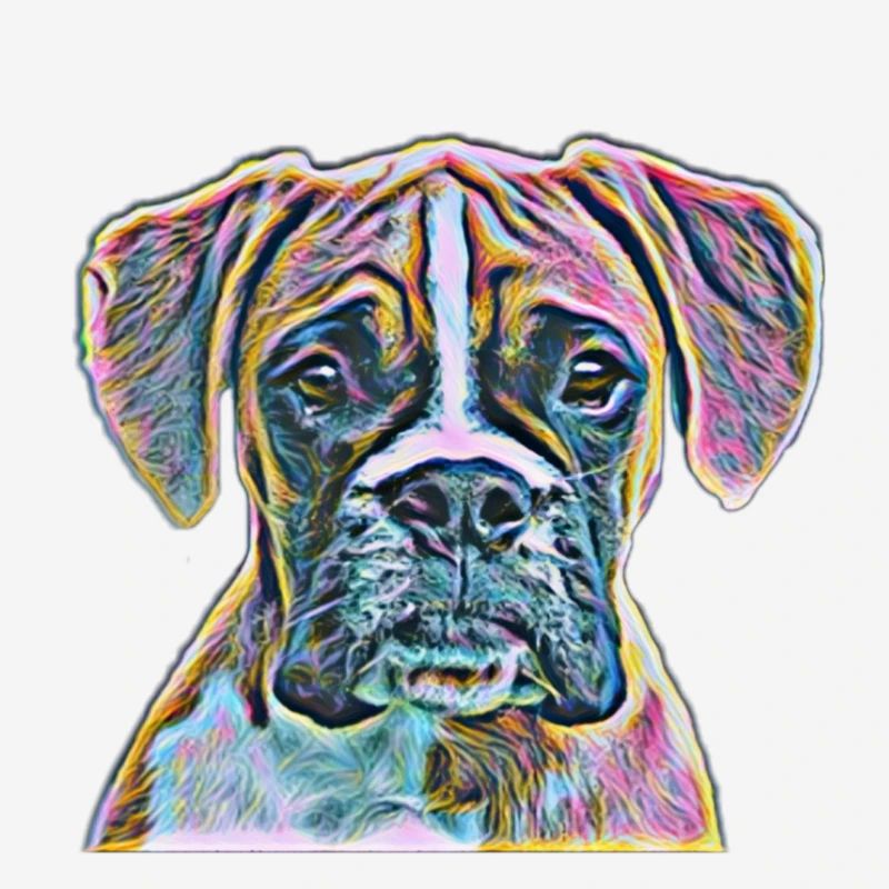 Chiens boxeurs