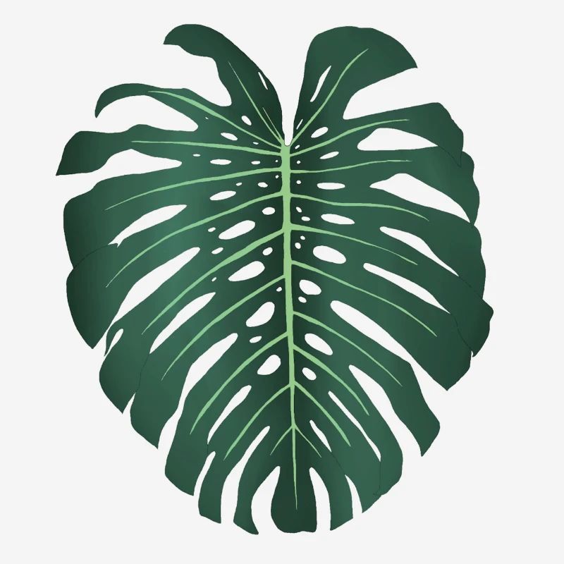 Monstera Deliciosa Leaf