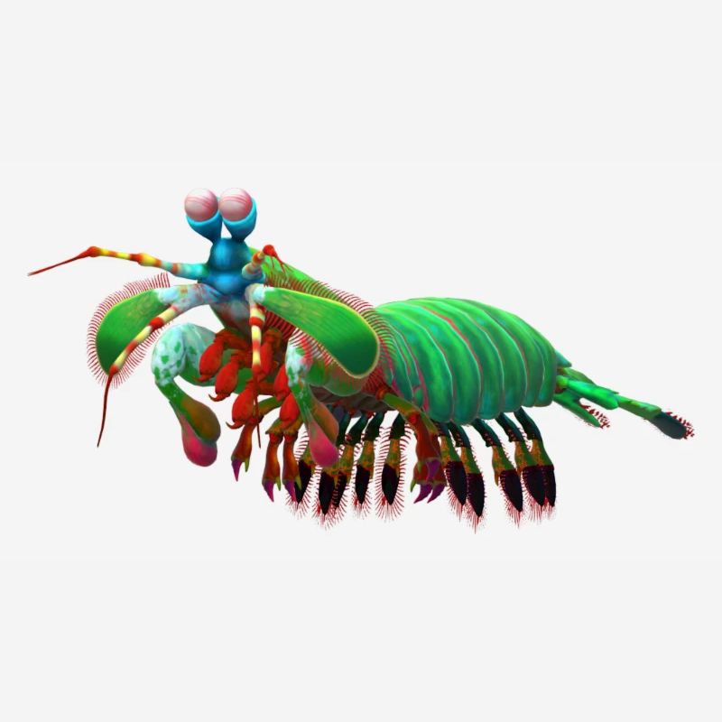 crevettes mante