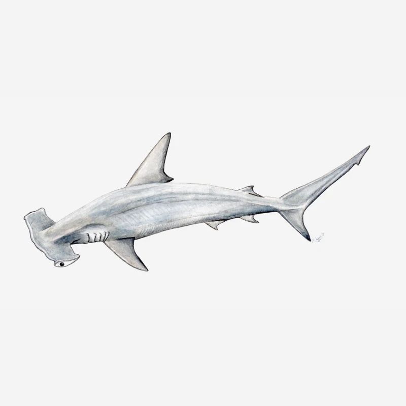 requin Martillon - requin-marteau - Réquin