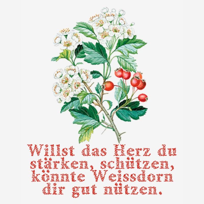 weissdorn