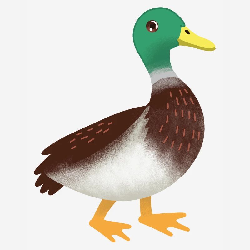 Main simple de canard colvert dessiné