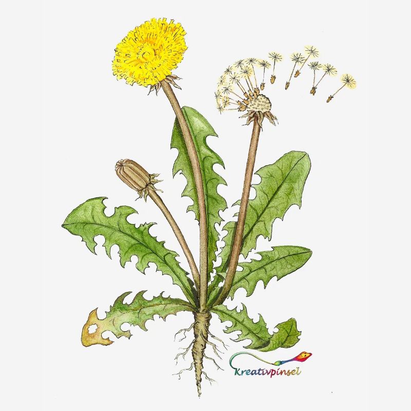 Dandelion, also called dandelion