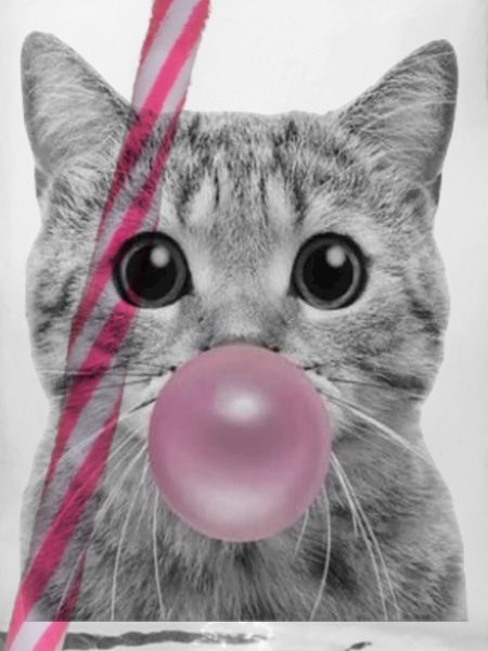 Chat bulle