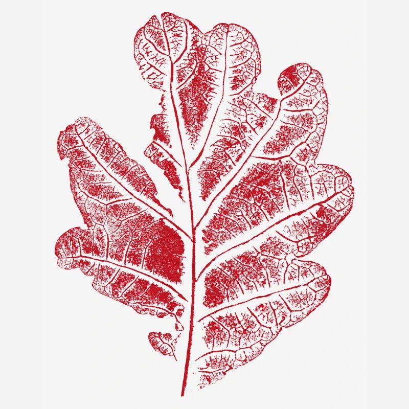 Blatt Eiche - Mit Rissen / Eichenblatt Botanisch