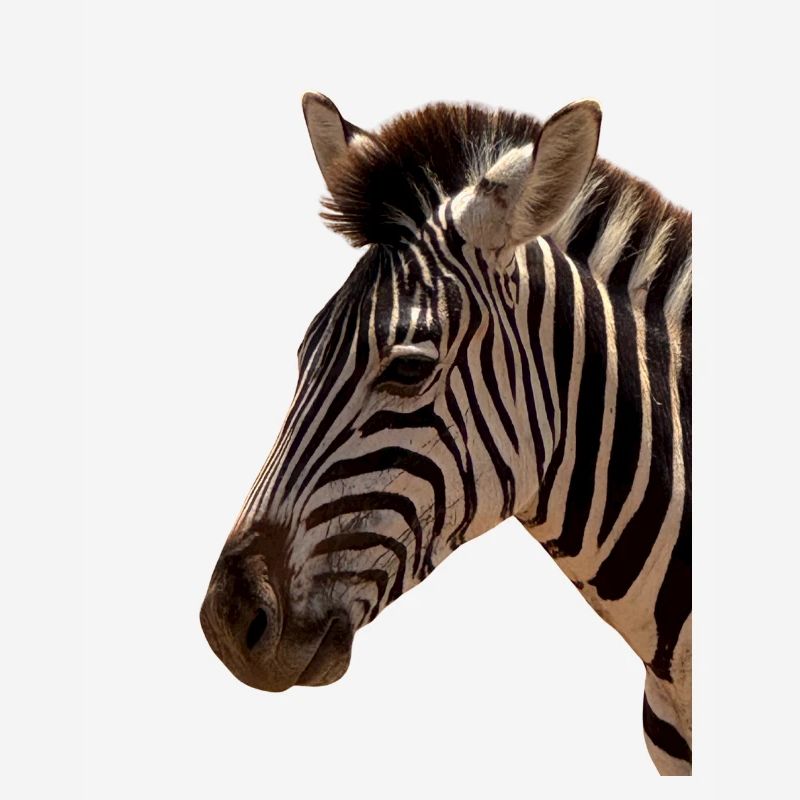 Zebra Head