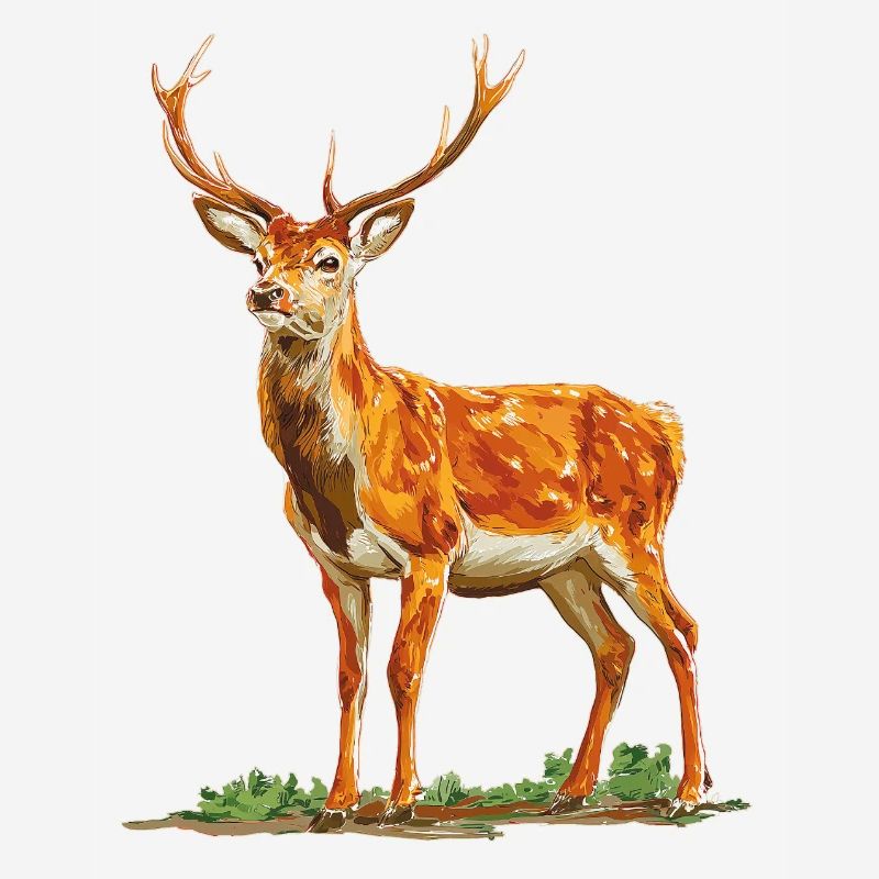 Deer