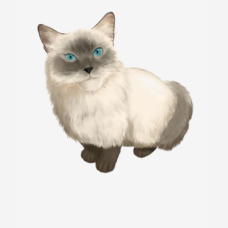 Ragdoll chat