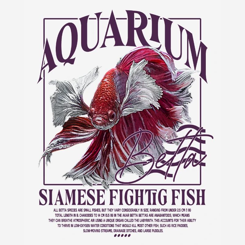 Betta Betta Poisson de combat