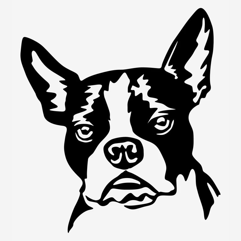 Boston terrier