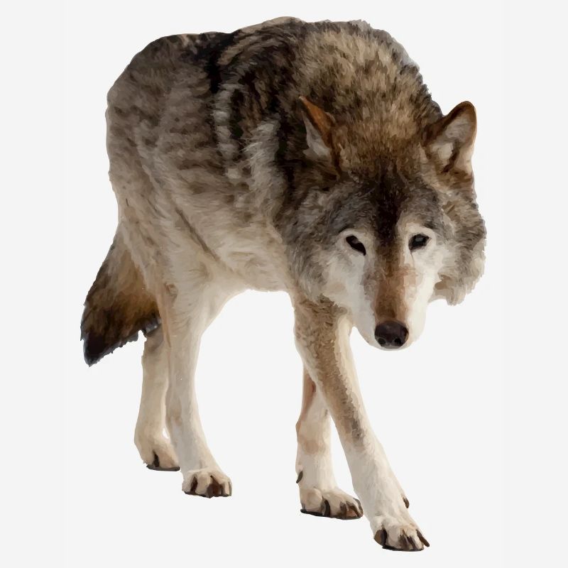 Loup