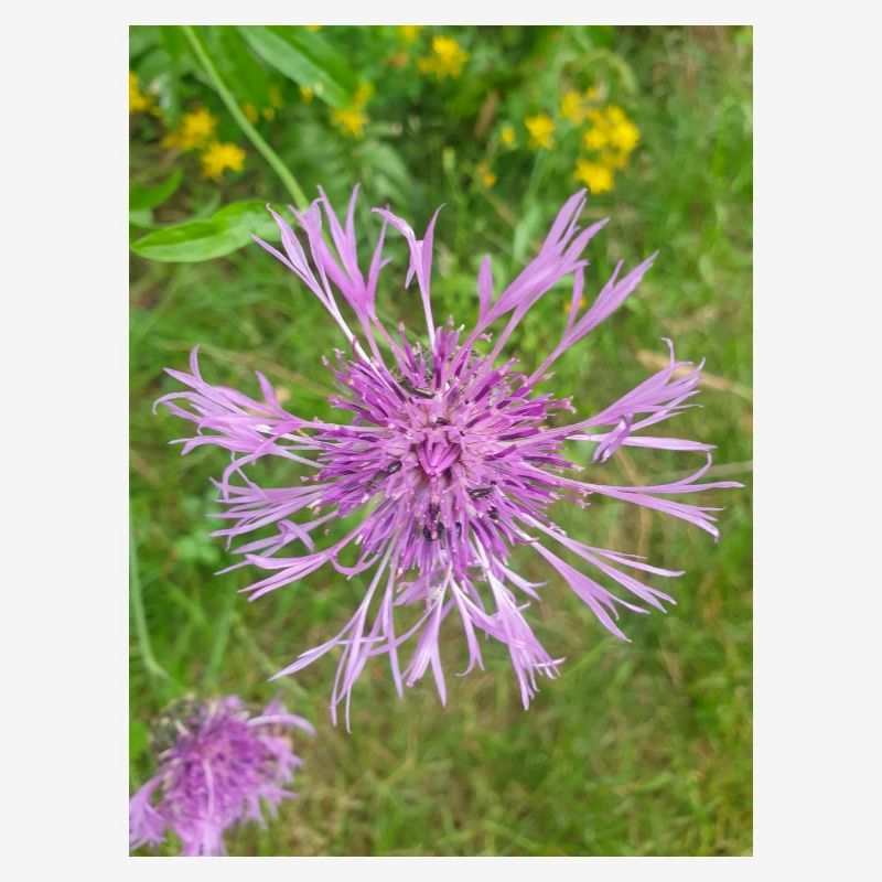 greater knapweed also centaurea Centaurea scabiosa