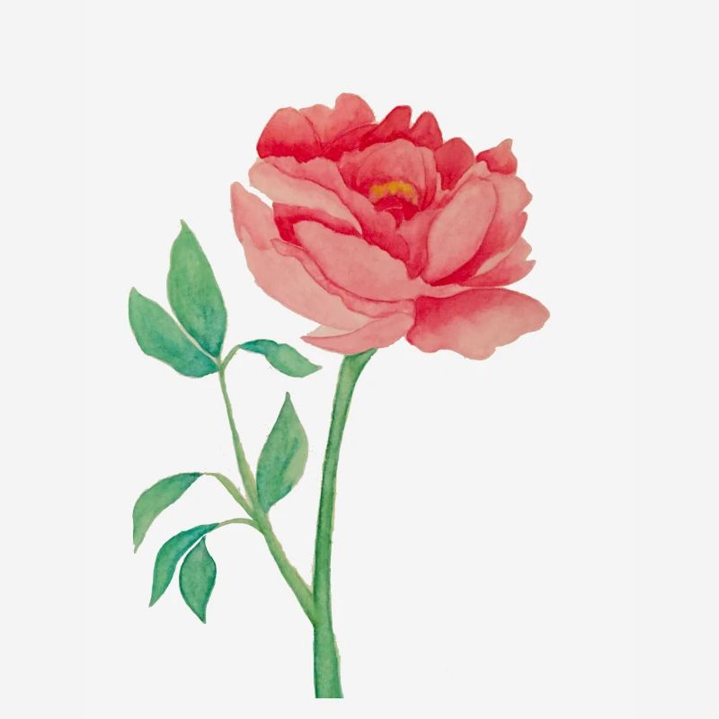 Peony