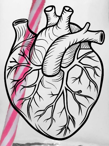 Anatomisches Herz