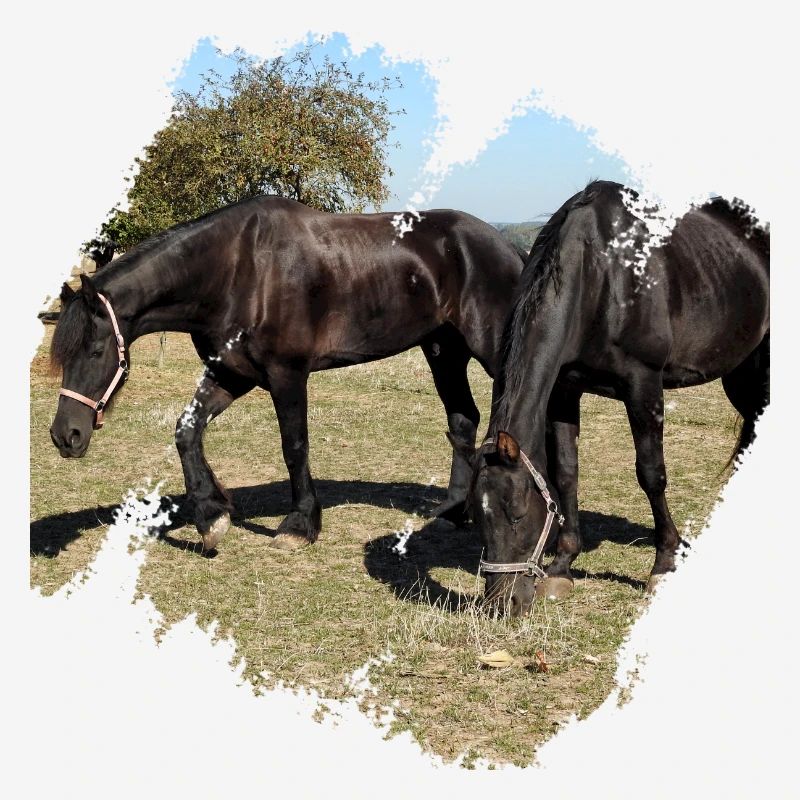 Two horses while grazing in the paddock