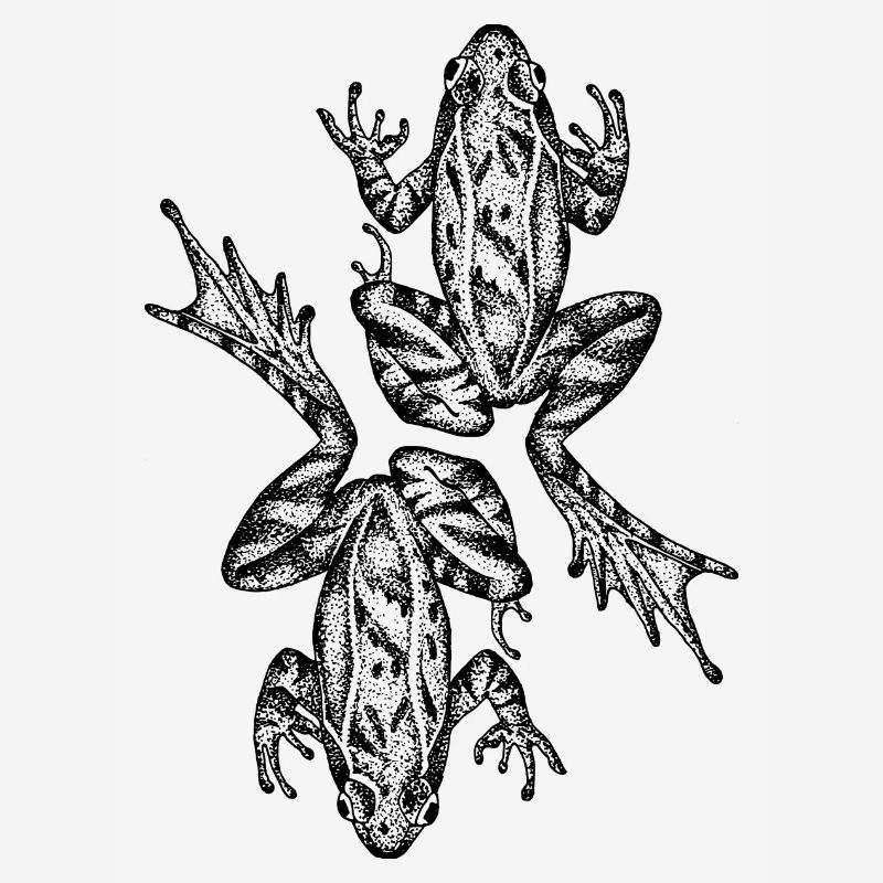 Frosch