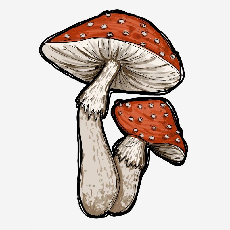 Toadstools Illustration