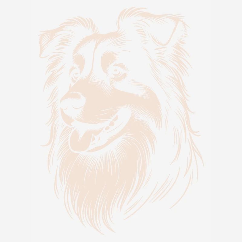 Australian Shepherd Features