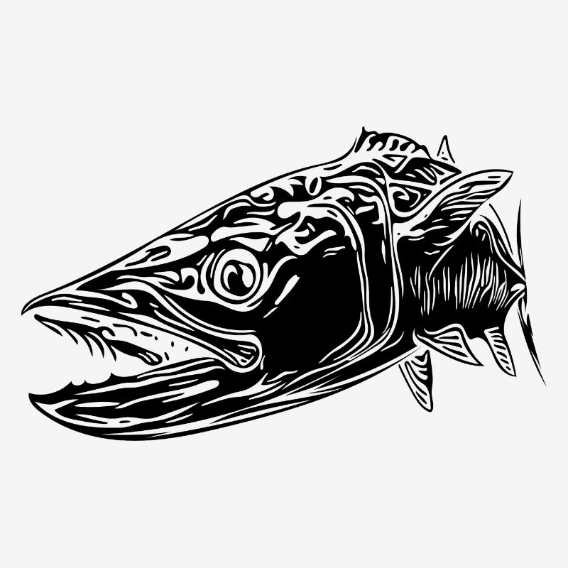 Large vintage barracuda with dangerous teeth