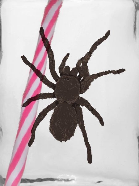 Vogelspinne2