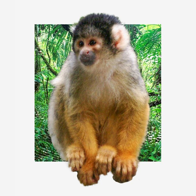 Squirrel monkey squirrel monkey
