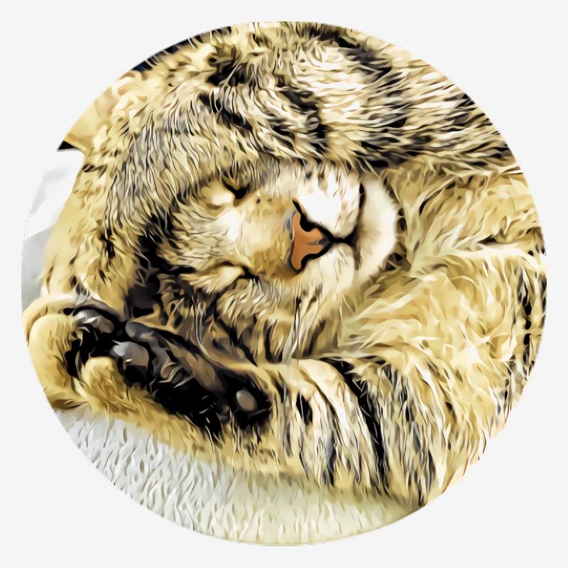 Chubby sleeping tabby cat