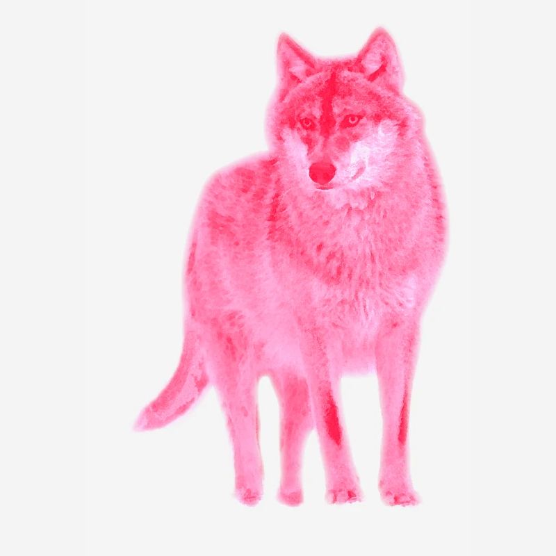 wolf lupus wolves pack wild