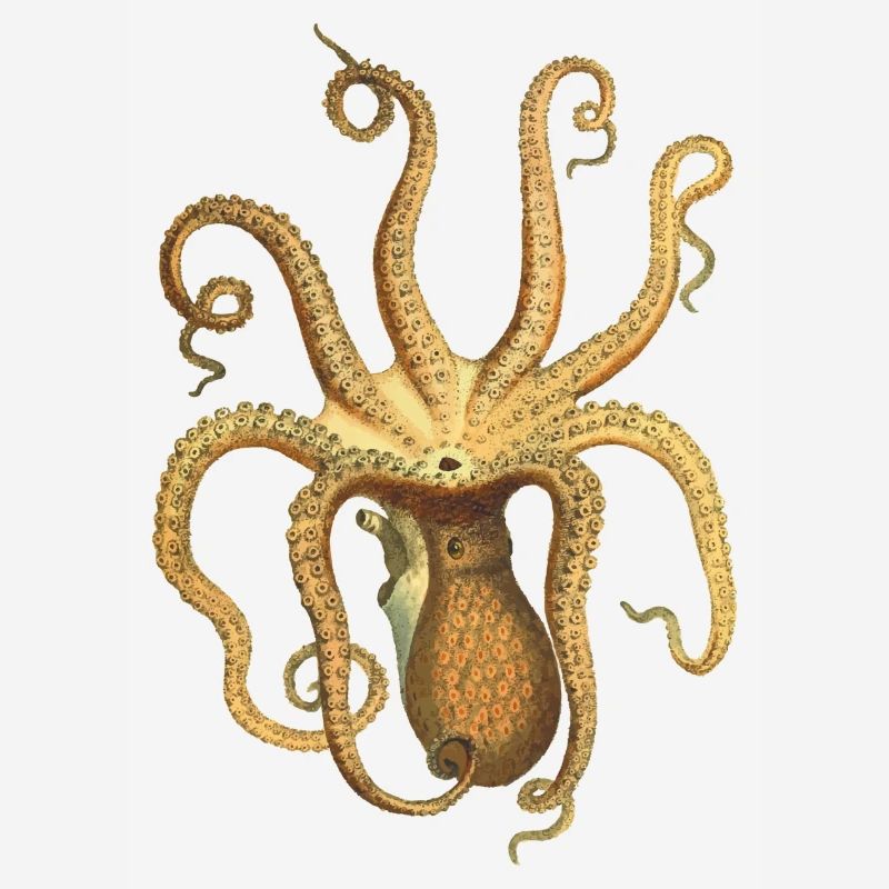 squid giant octopus octopus octopus squid sepia fish