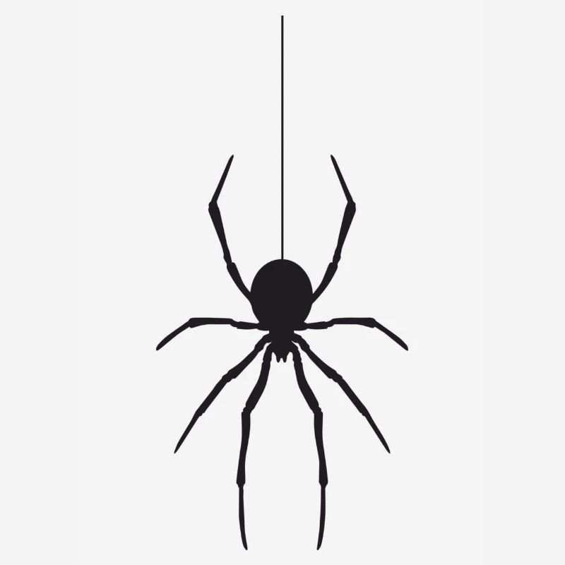 Spinne