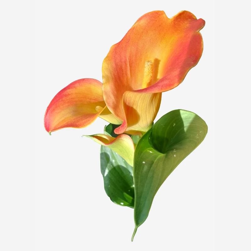 Orange Calla Blossom Magic