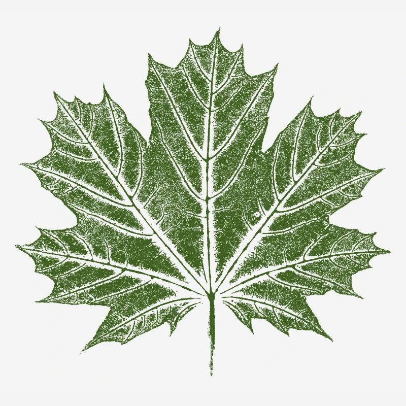 Feuille d’érable / Feuille - Érable botanique