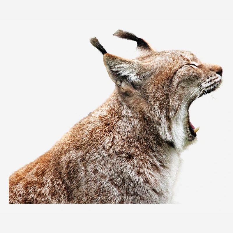 linx luchs cat cat
