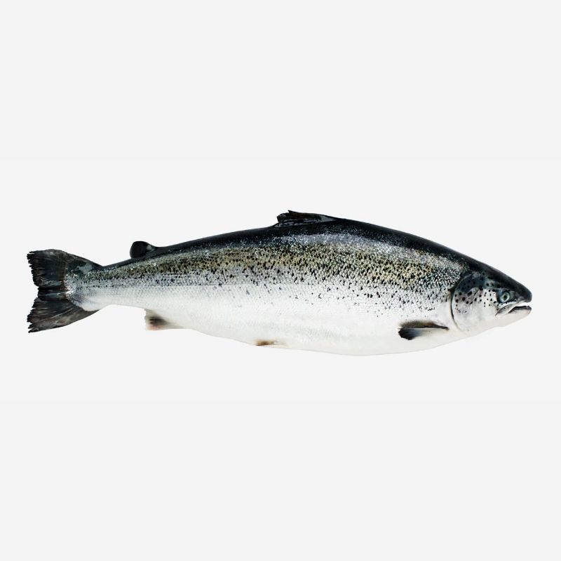salmon