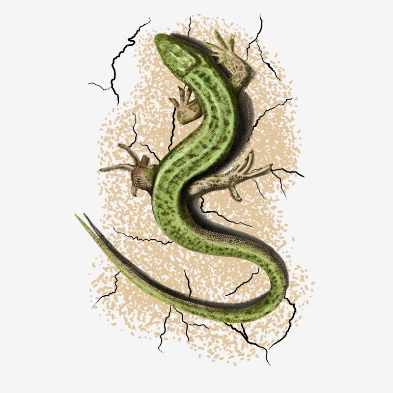 Lizard